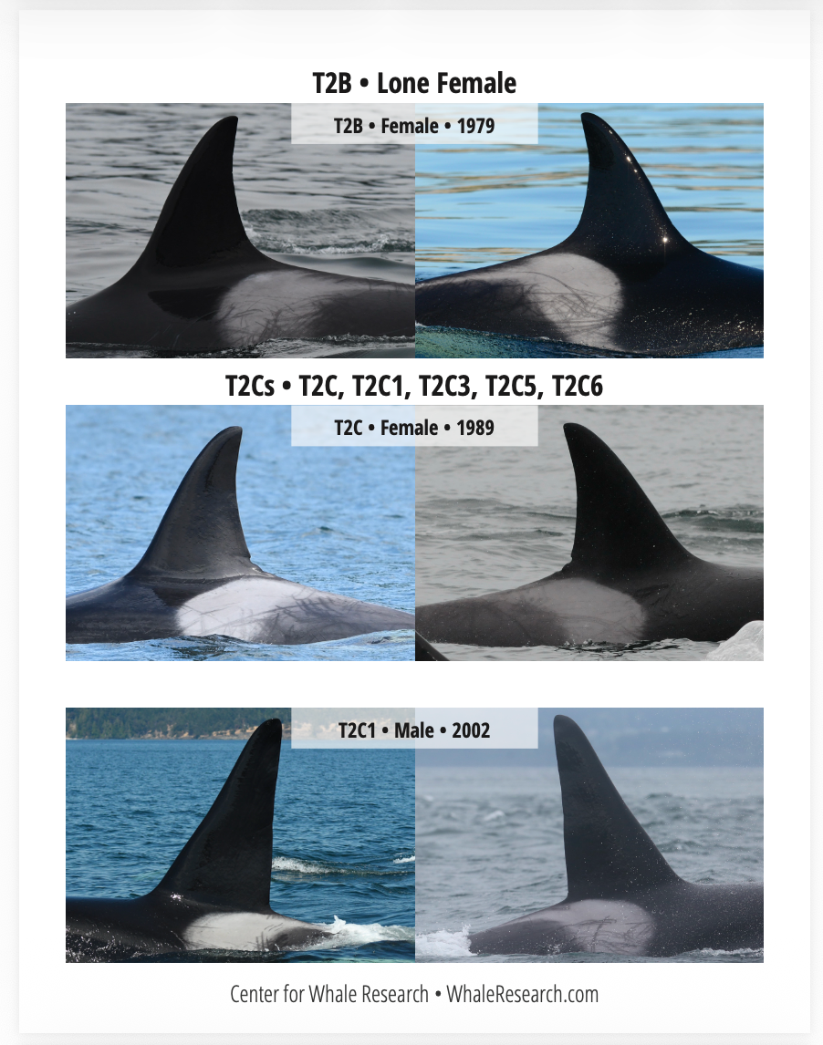 Bigg's ID Guide