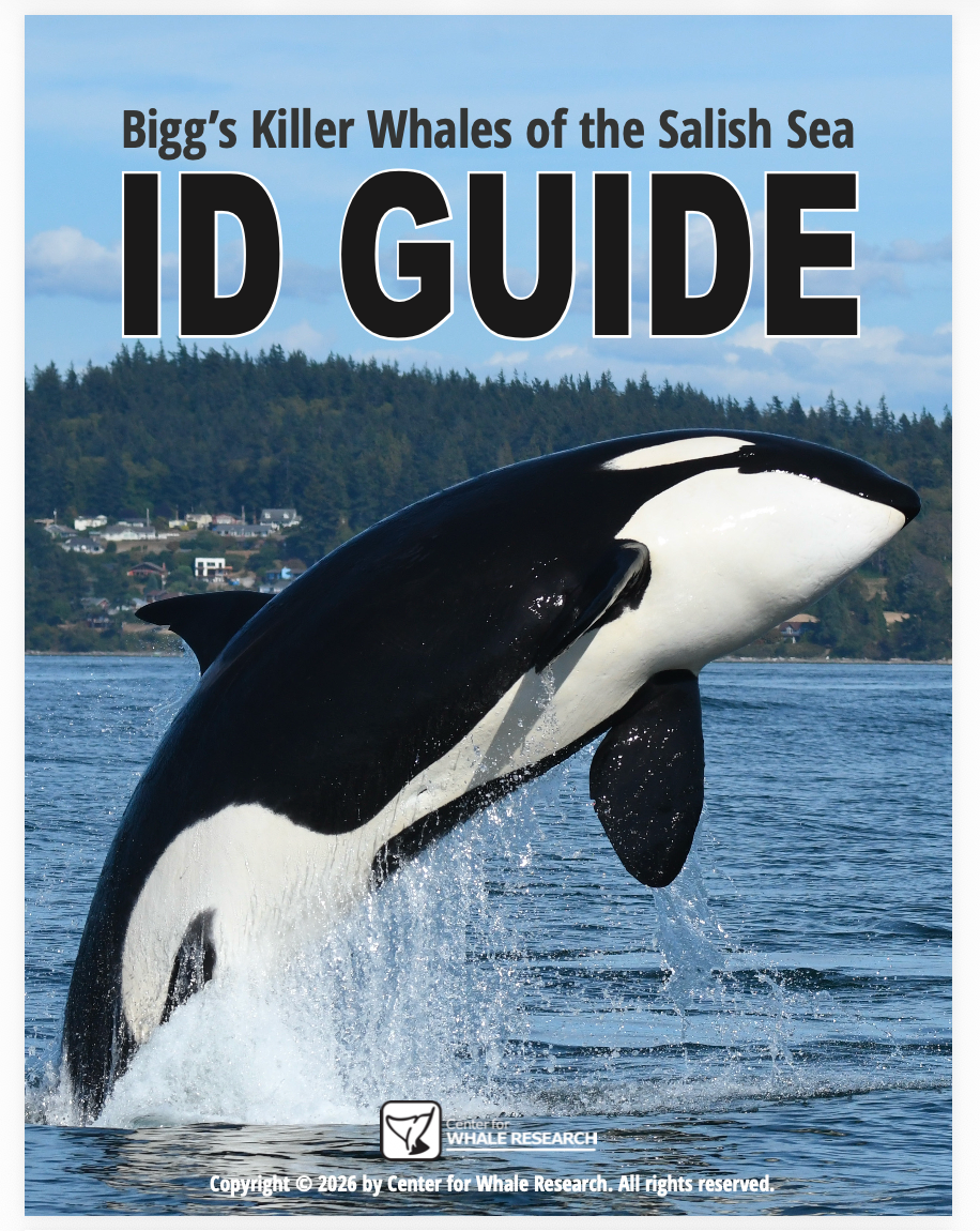 Bigg's Killer Whale  ID Guide