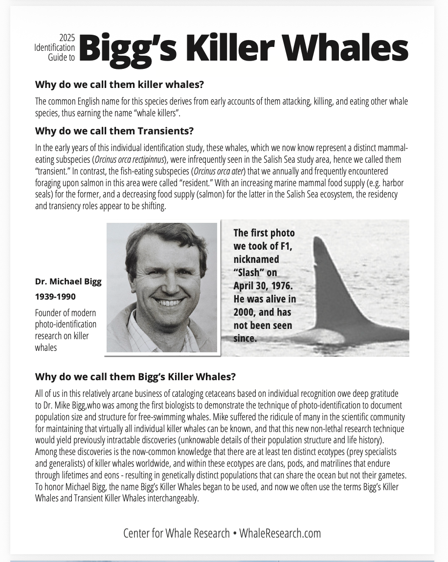 Bigg's Killer Whale  ID Guide