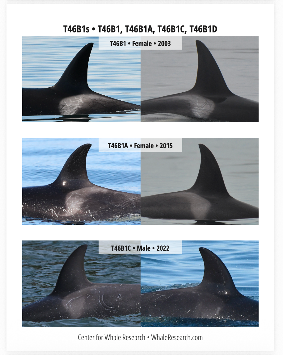 Bigg's Killer Whale  ID Guide